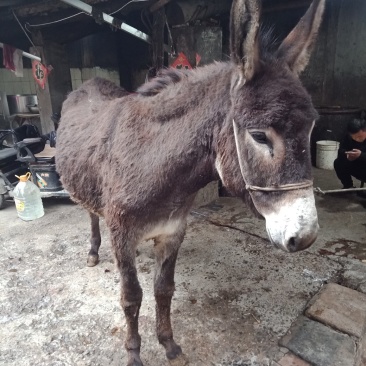 驴肉