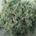 鲜茵陈、白蒿，现摘现发，新鲜货源，全网接单