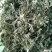 鲜茵陈、白蒿，现摘现发，新鲜货源，全网接单