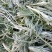 鲜茵陈、白蒿，现摘现发，新鲜货源，全网接单