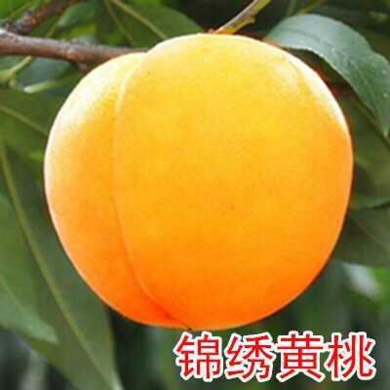 出售，黄油蟠桃，沂蒙霜红，红桃，黄桃水蜜桃，秋白锦绣黄桃