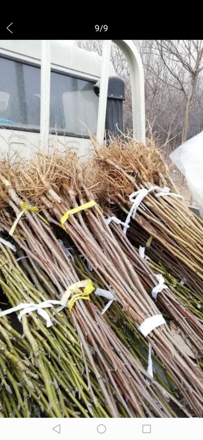 出售，黄油蟠桃，沂蒙霜红，红桃，黄桃水蜜桃，秋白锦绣黄桃