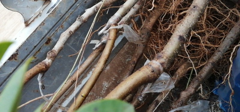 出售，黄油蟠桃，沂蒙霜红，红桃，黄桃水蜜桃，秋白锦绣黄桃