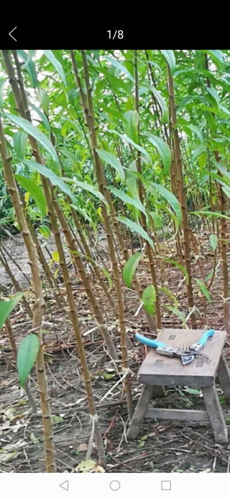 出售，黄油蟠桃，沂蒙霜红，红桃，黄桃水蜜桃，秋白锦绣黄桃