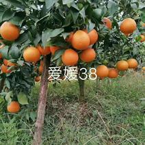 爱媛38果冻橙，爱媛28红美人，三十公分高起点