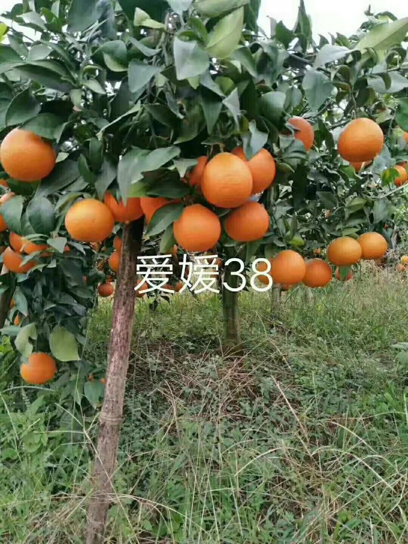 爱媛38果冻橙，爱媛28红美人，三十公分高起点