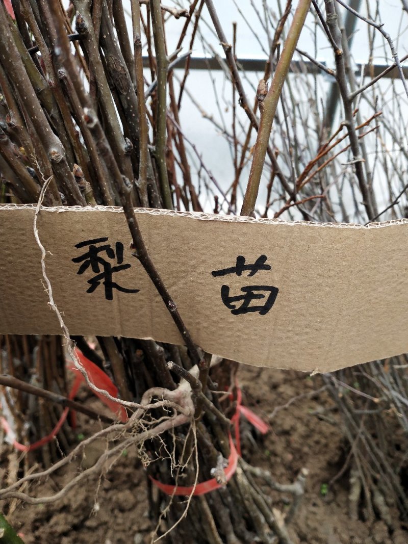 梨树苗可视频看货选货一亩田线上交易下单购买