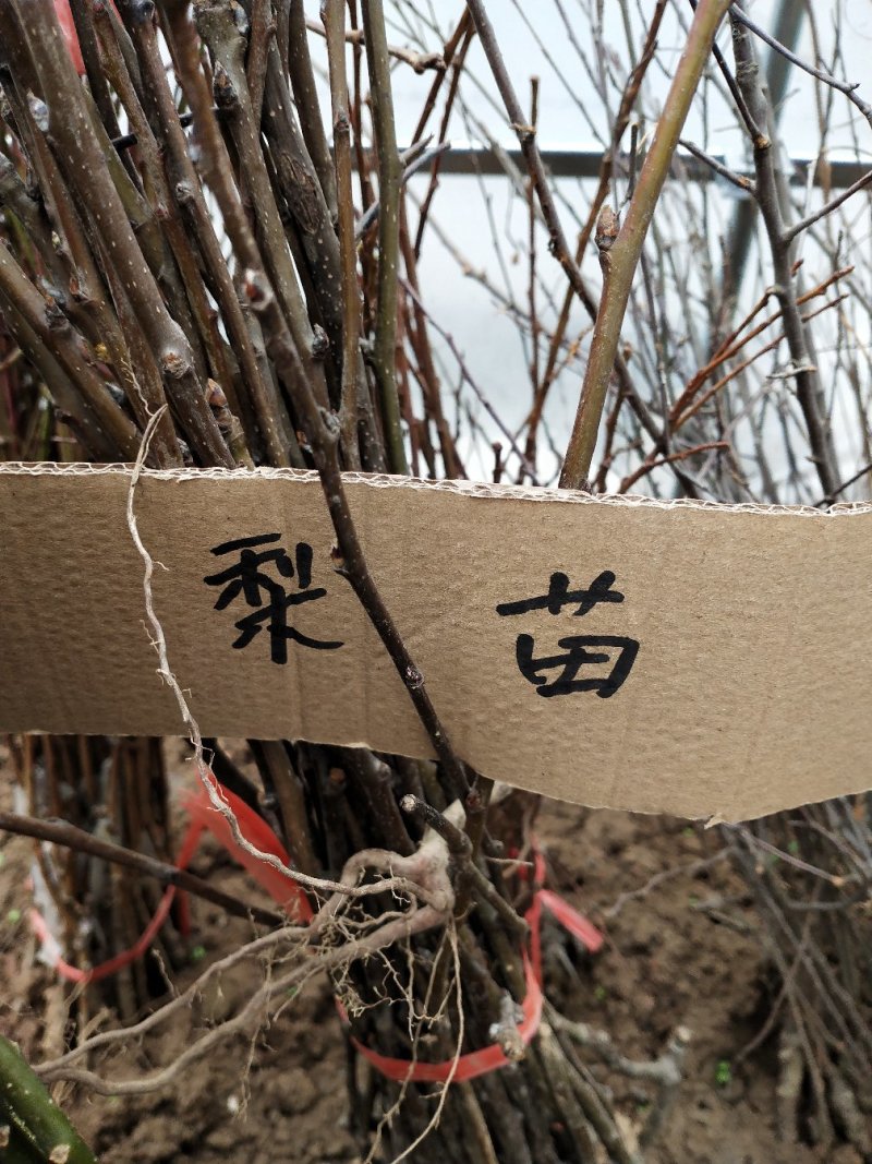 梨树苗可视频看货选货一亩田线上交易下单购买