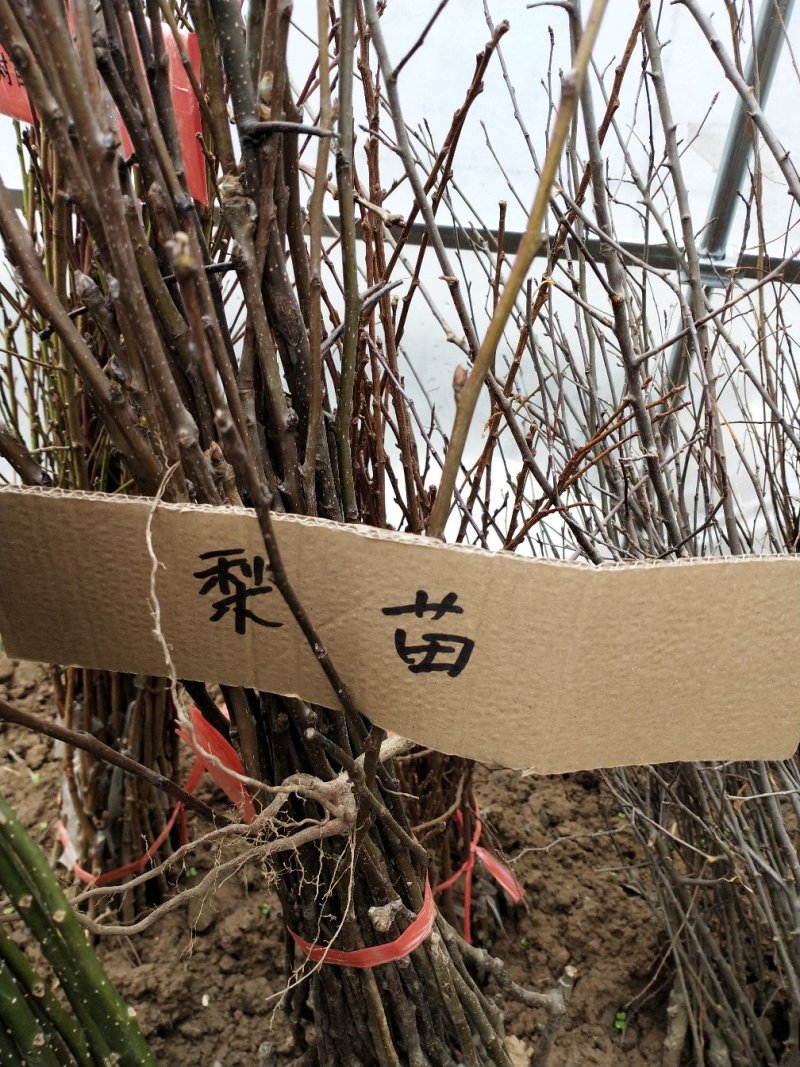 梨树苗可视频看货选货一亩田线上交易下单购买