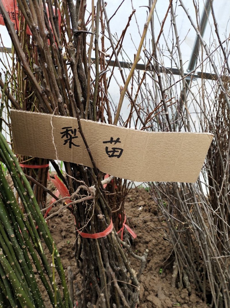 梨树苗可视频看货选货一亩田线上交易下单购买