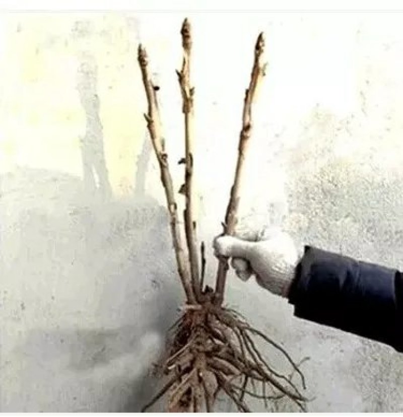 洛阳牡丹花苗绿植牡丹盆栽植物室内阳台牡丹苗当年开花