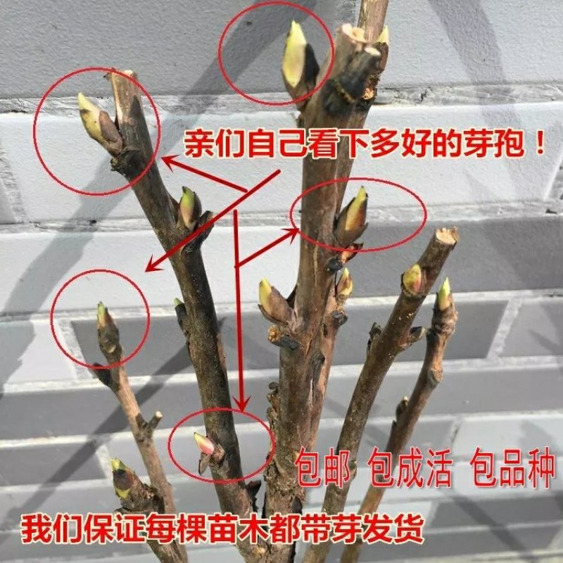 洛阳牡丹花苗绿植牡丹盆栽植物室内阳台牡丹苗当年开花