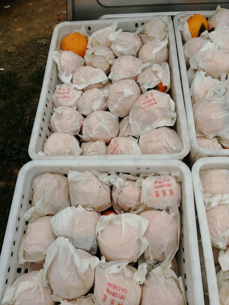 不知火商品果，又名丑橘，丹棱正宗不知火