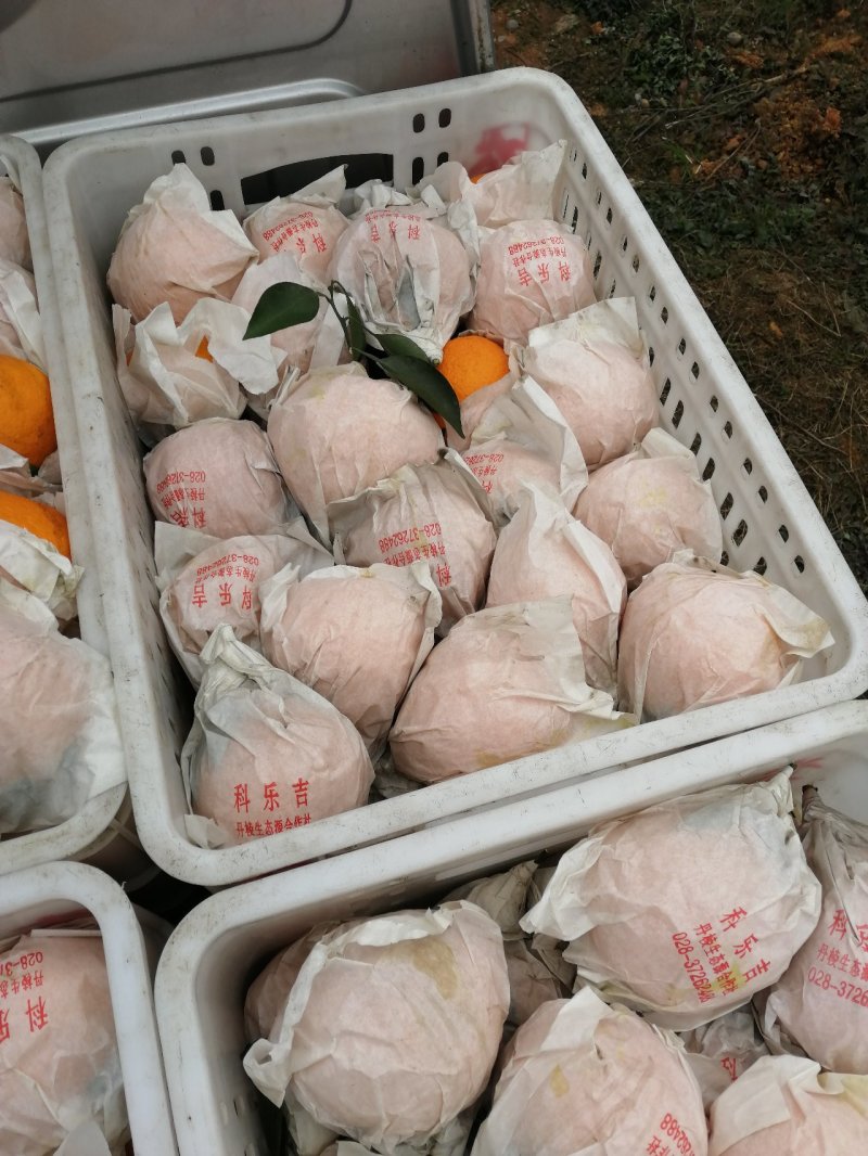 不知火商品果，又名丑橘，丹棱正宗不知火