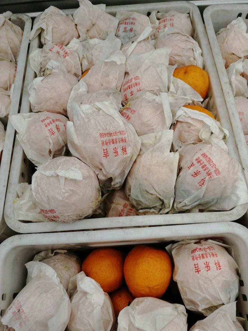 不知火商品果，又名丑橘，丹棱正宗不知火