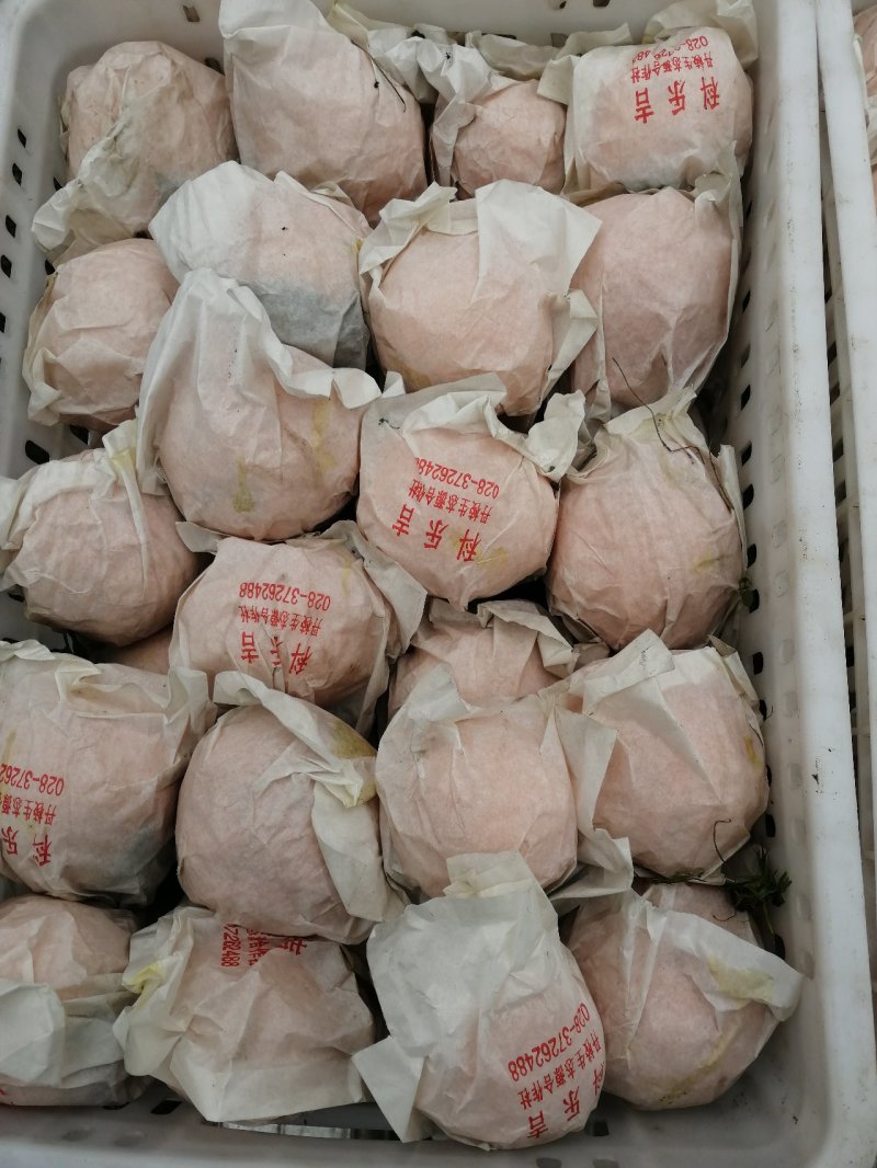不知火商品果，又名丑橘，丹棱正宗不知火