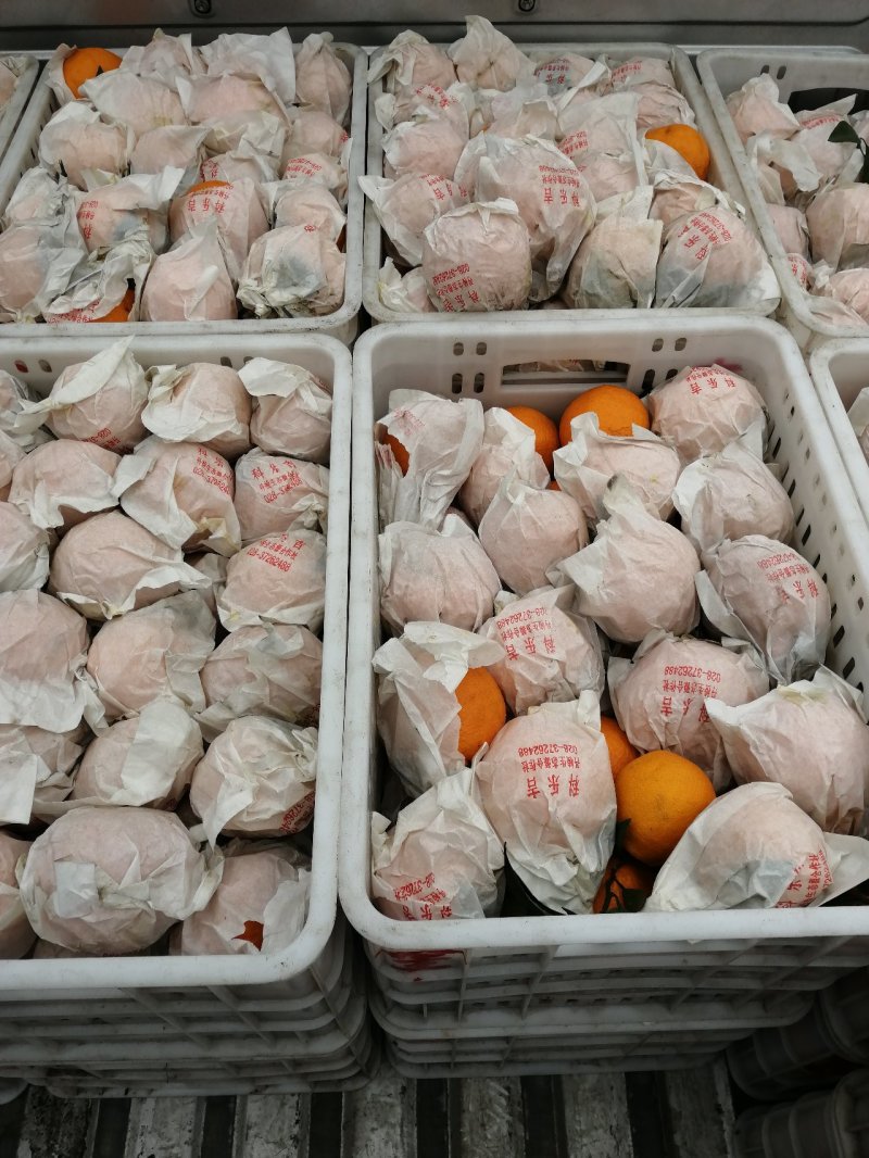 不知火商品果，又名丑橘，丹棱正宗不知火