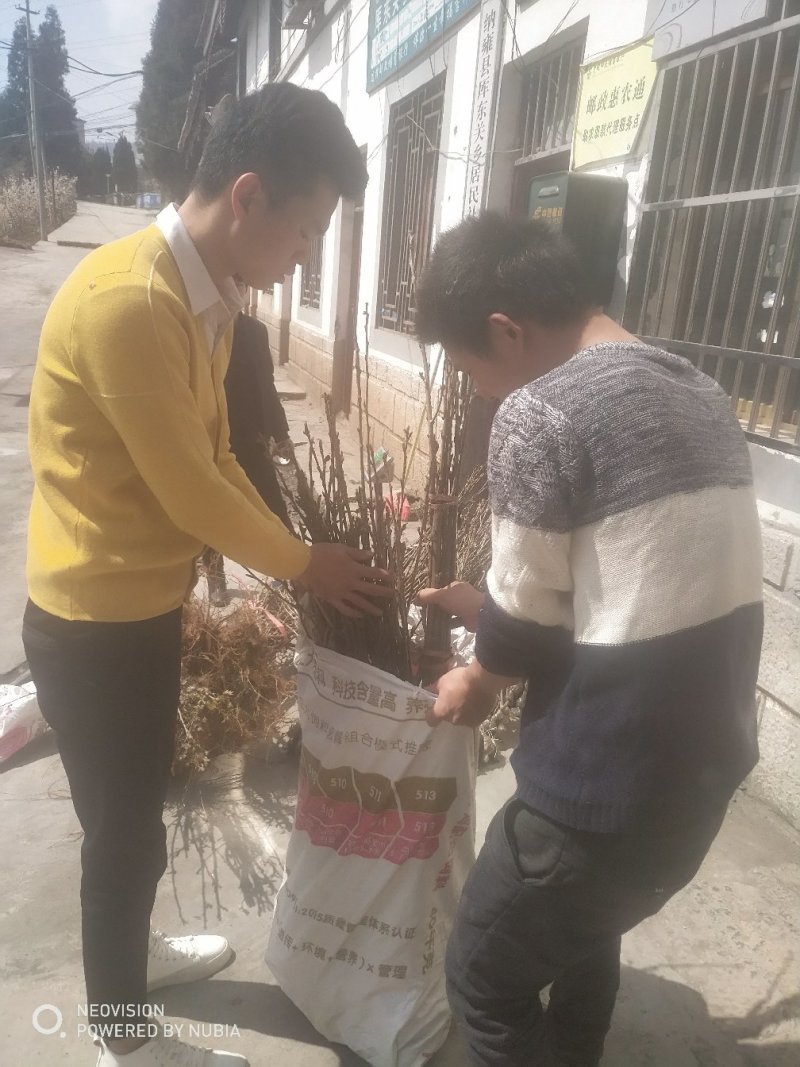 贵州正宗玛瑙红樱桃树苗，可视频看货，产地直供