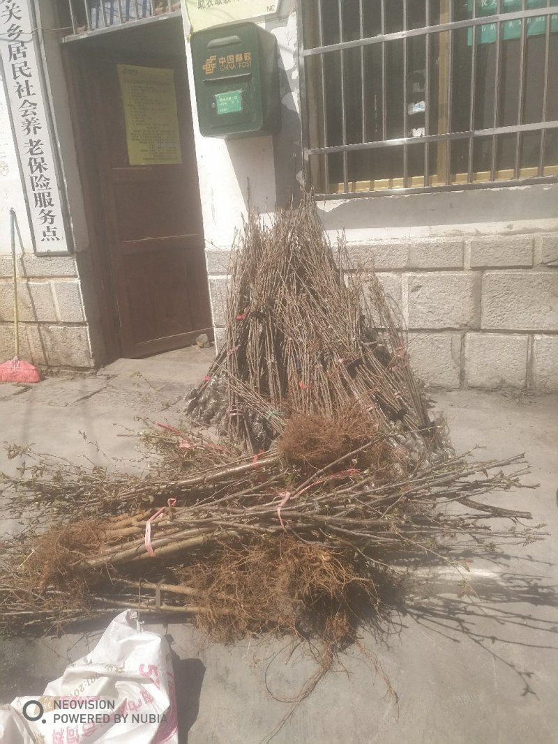 贵州正宗玛瑙红樱桃树苗，可视频看货，产地直供