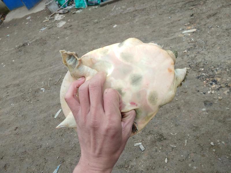 鲜活外塘母甲鱼0.5～2斤/只放养包活