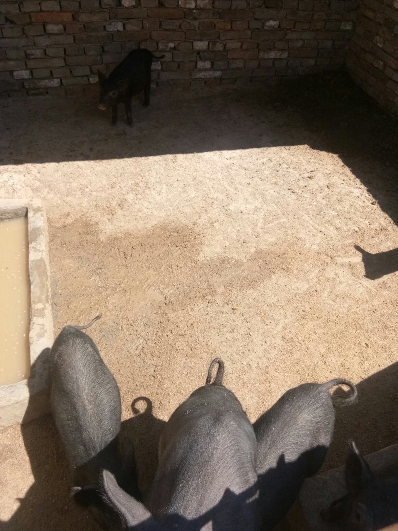黑猪仔