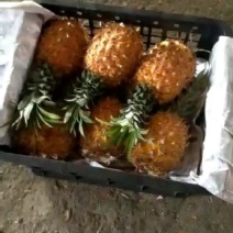 菠萝大量现货，散，筐都有长期供应质量保证