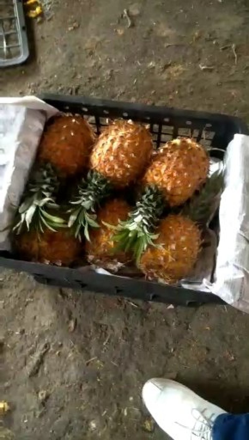 菠萝大量现货，散，筐都有长期供应质量保证