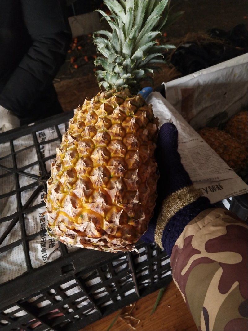 菠萝大量现货，散，筐都有长期供应质量保证