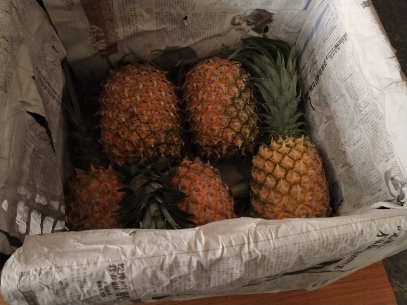 菠萝大量现货，散，筐都有长期供应质量保证