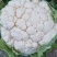 陕西菜花花菜实花白面白梗1～3斤产地直发日供货50吨