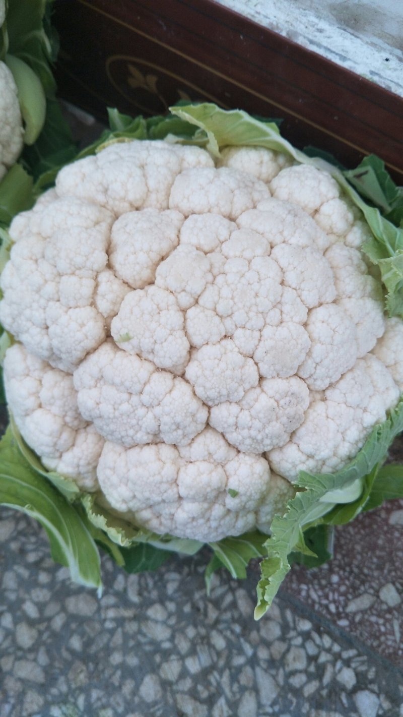 陕西菜花花菜实花白面白梗1～3斤产地直发日供货50吨