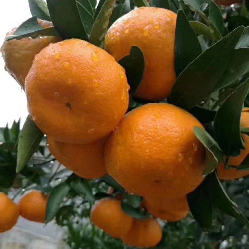 优质芦柑（椪柑），大量出售，口感清脆，水份充足，果面光滑