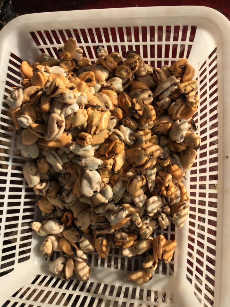 海虹肉单冻，贻贝肉，厂家直销