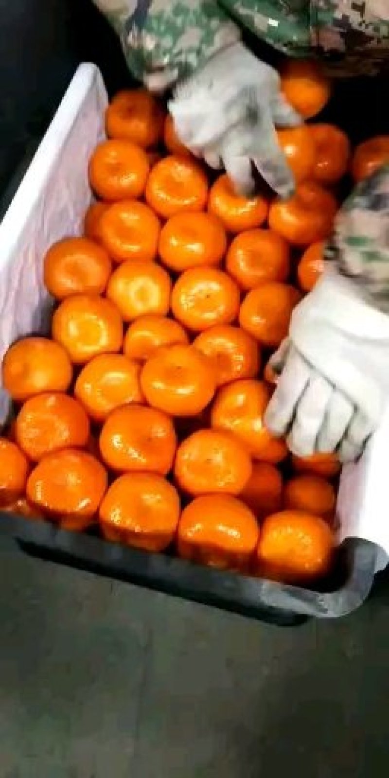 优质芦柑（椪柑），大量出售，口感清脆，水份充足，果面光滑