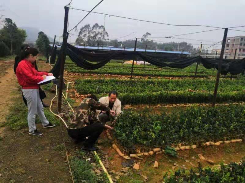 岑软2-3号油茶苗是广西重推的一个油茶品种，它产量高。