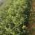 岑软2-3号油茶苗是广西重推的一个油茶品种，它产量高。