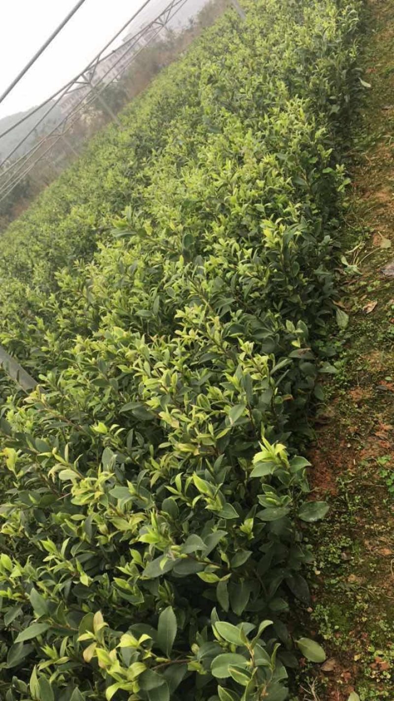 岑软2-3号油茶苗是广西重推的一个油茶品种，它产量高。