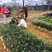 岑软2-3号油茶苗是广西重推的一个油茶品种，它产量高。
