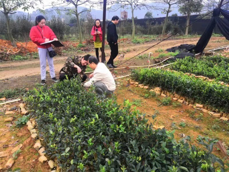 岑软2-3号油茶苗是广西重推的一个油茶品种，它产量高。