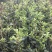 岑软2-3号油茶苗是广西重推的一个油茶品种，它产量高。