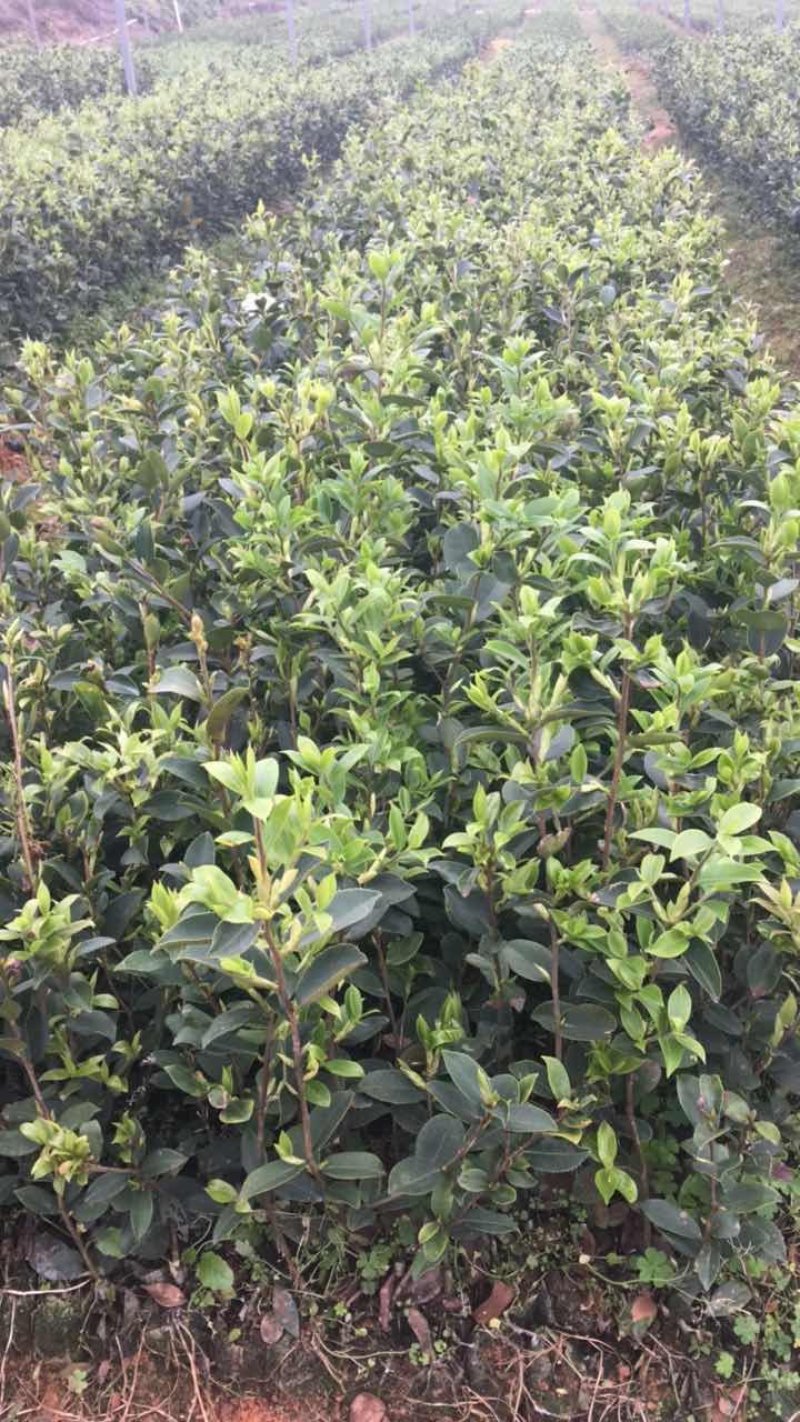 岑软2-3号油茶苗是广西重推的一个油茶品种，它产量高。