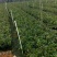 岑软2-3号油茶苗是广西重推的一个油茶品种，它产量高。