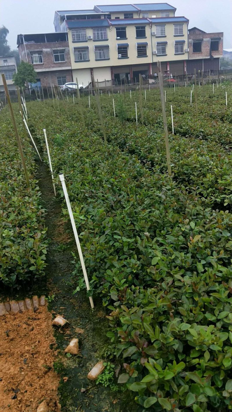 岑软2-3号油茶苗是广西重推的一个油茶品种，它产量高。