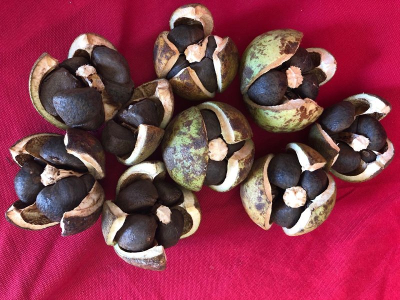 岑软2-3号油茶苗是广西重推的一个油茶品种，它产量高。