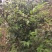 岑软2-3号油茶苗是广西重推的一个油茶品种，它产量高。