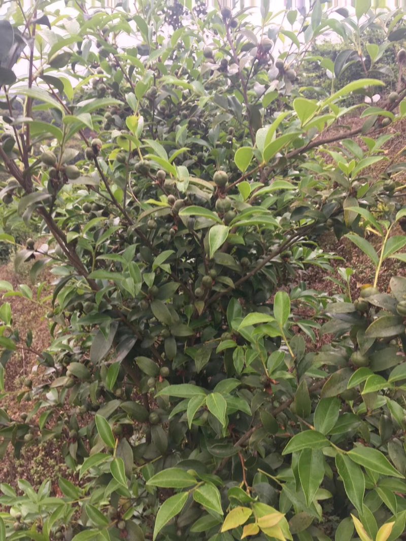 岑软2-3号油茶苗是广西重推的一个油茶品种，它产量高。