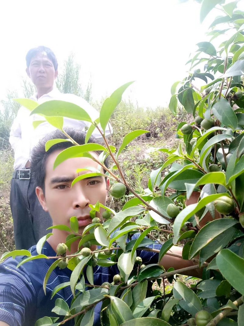 岑软2-3号油茶苗是广西重推的一个油茶品种，它产量高。