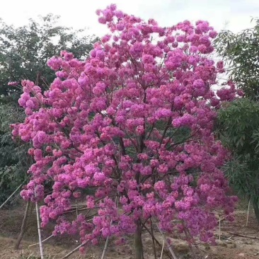 红花风铃木