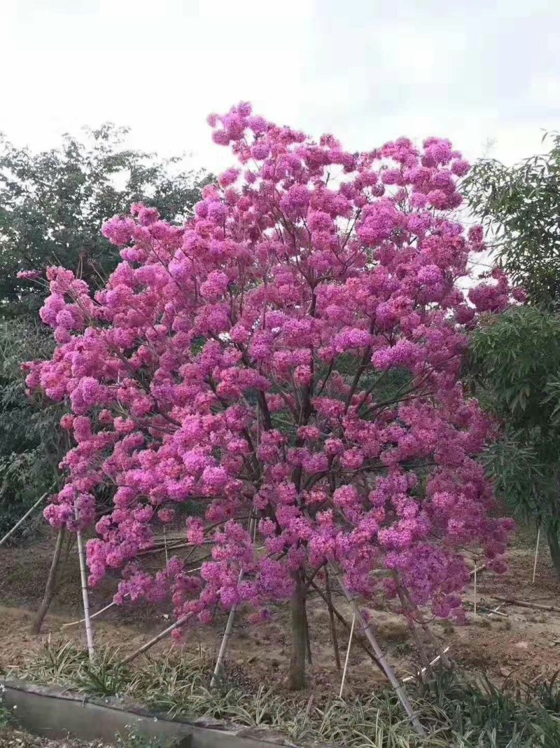 红花风铃木
