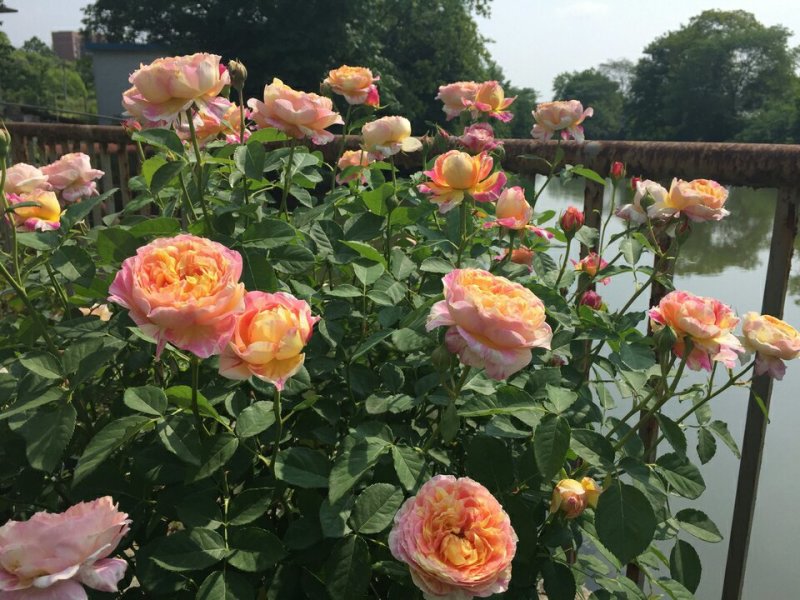 灌木类阳台植物盆栽法国克劳德莫奈月季绿植花苗